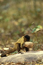 Brown Capuchin (Cebus apella) using rock hammer that is extremely heavy compared to the monkey's body weight to crack open palm nuts placed in small pits in the anvil rock surface, Cerrado habitat, Br...