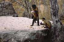 Brown Capuchin (Cebus apella) using a heavy rock hammer to crack open palm nuts placed in small pits in the anvil rock surface, a second monkey eats the opened palm nuts, Cerrado habitat, Brazil
