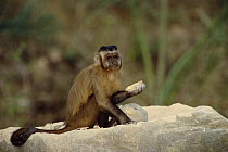 Brown Capuchin (Cebus apella) holding a palm nut that it will place in a small pit in the anvil rock surface and crack open using the rock hammer that is extremely heavy compared to the monkey's body...