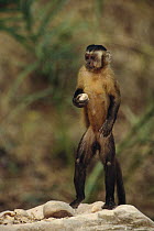 Brown Capuchin (Cebus apella) holding a rock hammer which is uses to crack the palm nuts placed in small pits in the anvil rock at its feet, Cerrado habitat, Brazil