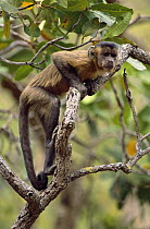 Brown Capuchin (Cebus apella) portrait in tree, Cerrado habitat, Brazil