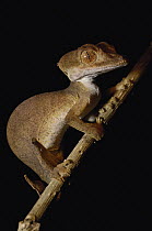 Leaf-tailed Gecko (Uroplatus ebenaui) portrait, endemic species, Ankarana Special Reserve, northern Madagascar