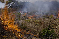 Tavy, the local name for slash and burn agricultural practices, used by locals to prepare soil for planting or grazing, northeast Madagascar