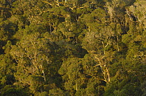 Rainforest canopy of Amber Mountain National Park, Northern Madagascar