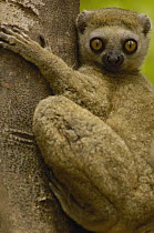 Avahi Lemur (Avahi occidentalis) endemic to western deciduous forest, Ankarafantsika Strict Nature Reserve, Madagascar