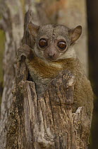 Milne-Edward's Sportive Lemur (Lepilemur edwardsi) portrait, endemic, Ankarafantsika Nature Reserve, western Madagascar
