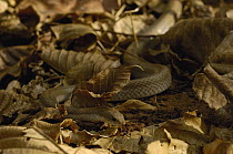 Hog-nosed Snake (Leioheterodon modestus) camouflaged amid leaf litter, Ankarafantsika Special Reserve, Madagascar