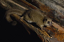 Greater Dwarf Lemur (Cheirogaleus major) on log, Perinet Special Reserve, Madagascar