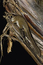Greater Dwarf Lemur (Cheirogaleus major) in tree at night, Perinet Special Reserve, Madagascar