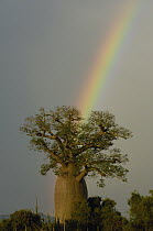 Baobab (Adansonia sp) and rainbow, flowers between November and June, Berenty Reserve, southern Madagascar