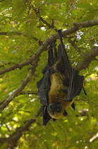 Madagascar Flying Fox (Pteropus rufus) hanging in tree, Berenty Private Reserve, Madagascar