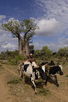 Domestic Cattle (Bos taurus), Zebu breed, pulling traditional oxcart with Baobab (Adansonia sp) tree behind, Antandroy couple wearing hats typical of the region, Spiny Forest area of southern Madagascar