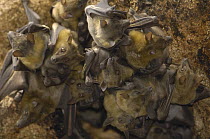 Madagascar Flying Fox (Pteropus rufus) group roosting in cave, Berenty Private Reserve, Madagascar