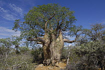 Fony Baobab (Adansonia rubrostipa) tree flowers between February and March, originally described as Adansonia Fony, this is generally the smallest of the southern Fony Baobab group, Tsimanampetsotsa S...