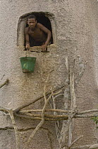 Fony Baobab (Adansonia rubrostipa) tree being used for water storage, local people cut a hole, into the trunk and pour in water collected from puddles after rain