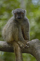 Sanford's Brown Lemur (Eulemur fulvus sanfordi) female, Ankarana Special Reserve, northern Madagascar