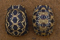 Spider Tortoise (Pyxis arachnoides) left, and Radiated Tortoise (Geochelone radiata) right, carapace comparison, in tortoise repatriation animals confiscated from pet trade, Mangily, Madagascar
