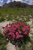 Rosy Periwinkle (Catharanthus roseus) a medicinal plant in bloom, Isalo Massif, Isalo National Park, Madagascar