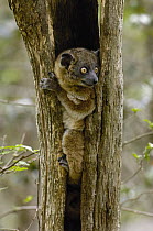 Red-tailed Sportive Lemur (Lepilemur ruficaudatus) in tree cavity, Zombitse Reserve, Madagascar