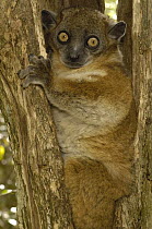 Red-tailed Sportive Lemur (Lepilemur ruficaudatus) in tree trunk, Zombitse Reserve, Madagascar