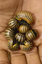 Pill Millipede (Zoosphaerium sp) group from Zombitse Reserve, Madagascar