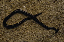 Terrestrial flatworm, Isalo National Park, Madagascar