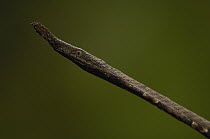 Madagascar Leaf-nosed Snake (Langaha madagascariensis) female, portrait, Madagascar