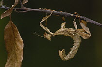 Australian Walking Stick (Extatosoma tiaratum) harmless, Australia