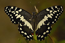Asian Swallowtail (Papilio demodocus) butterfly, found throughout the island, Madagascar