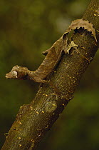 Fantastic Leaf-tail Gecko (Uroplatus phantasticus) camouflaged on branch eastern rainforest, Madagascar