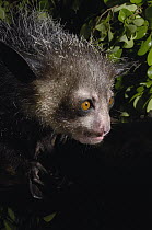Aye-aye (Daubentonia madagascariensis) one of the more bizarre mammals in the world, their peculiar features include huge ears, bushy tail, long shaggy coast, rodent-like teeth and a skeletal 'probe-l...