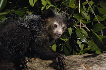 Aye-aye (Daubentonia madagascariensis) one of the more bizarre mammals in the world, their peculiar features include huge ears, bushy tail, long shaggy coast, rodent-like teeth and a skeletal 'probe-l...