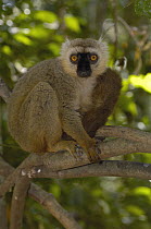 Sanford's Brown Lemur (Eulemur fulvus sanfordi) male portrait, Ankarana Special Reserve, northern Madagascar