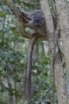 Sanford's Brown Lemur (Eulemur fulvus sanfordi) female portrait, Ankarana Special Reserve, northern Madagascar