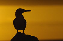 Blue-footed Booby (Sula nebouxii) silhouetted at sunset, North Seymour Island, Galapagos Islands, Ecuador