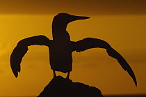 Blue-footed Booby (Sula nebouxii) stretching wings at sunset, North Seymour Island, Galapagos Islands, Ecuador