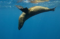 Galapagos Sea Lion (Zalophus wollebaeki) swimming underwater, Gardner Bay, Espanola Island, Galapagos Islands, Ecuador