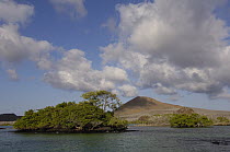 Palo Santo (Bursera graveolens) trees and Mangroves (Avicennia sp) in bay surround cinder cone, Floreana Island, Galapagos Islands, Ecuador