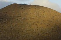 Palo Santo (Bursera graveolens) trees growing in arid landscape, Floreana Island, Galapagos Islands, Ecuador