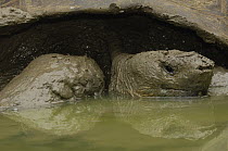 Indefatigable Island Tortoise (Chelonoidis nigra porteri) in freshwater wallow, highlands, Santa Cruz Island, Galapagos Islands, Ecuador