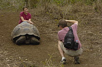 Indefatigable Island Tortoise (Chelonoidis nigra porteri) being photographed by tourists, highlands, Santa Cruz Island, Galapagos Islands, Ecuador