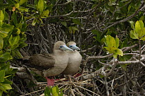 Red-footed Booby (Sula sula) pair sitting on nest in mangroves, Genovesa Island, Galapagos Islands, Ecuador