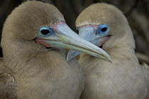 Red-footed Booby (Sula sula) affectionate couple, Genovesa Island, Galapagos Islands, Ecuador