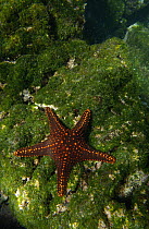 Cortez Starfish (Pentaceraster cumingi) on algae-covered reef off Fernandina Island, Galapagos Islands, Ecuador