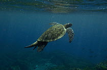 Pacific Green Sea Turtle (Chelonia mydas agassizi) swimming off Fernandina Island, endangered, Galapagos Islands, Ecuador