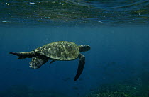 Pacific Green Sea Turtle (Chelonia mydas agassizi) swimming off Fernandina Island, endangered, Galapagos Islands, Ecuador