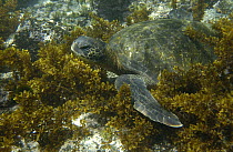 Pacific Green Sea Turtle (Chelonia mydas agassizi) amid seaweed off Fernandina Island, Galapagos Islands, Ecuador