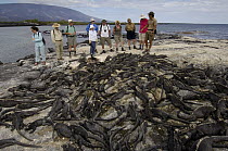 Marine Iguana (Amblyrhynchus cristatus) with tourists, vulnerable, Fernandina Island, Galapagos Islands, Ecuador