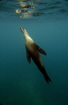 Galapagos Sea Lion (Zalophus wollebaeki) underwater off of Santiago Island, Galapagos Islands, Ecuador