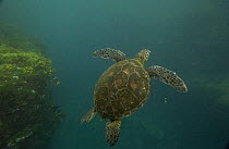Pacific Green Sea Turtle (Chelonia mydas agassizi) swimming over algae-covered reef off Santiago Island, endangered, Galapagos Islands, Ecuador